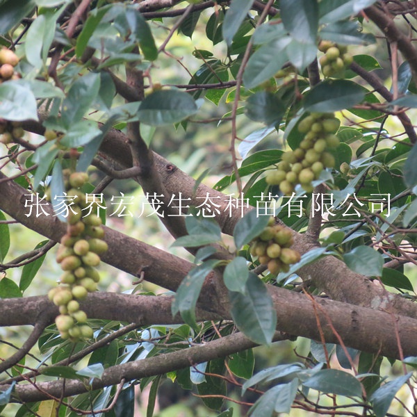 乐昌含笑种子,植物花香也醉人