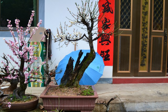 梅花-卖花渔村盆景基地-金泉网空间