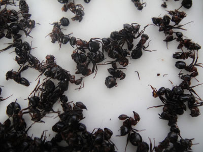 黑蚂蚁:祛风除湿,强筋壮骨,填髓益阳,提高免疫机能