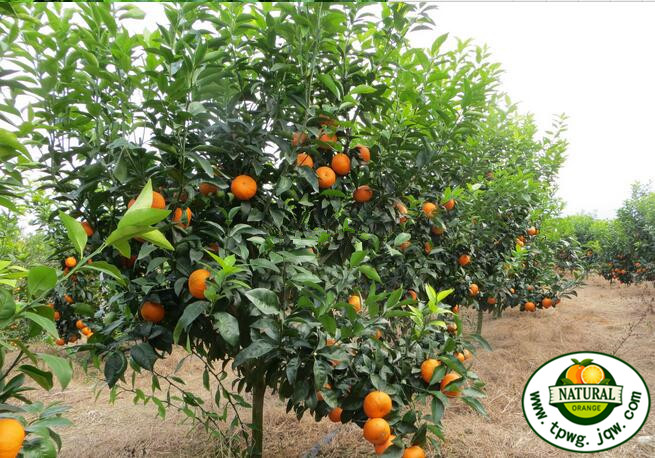 "晚熟大王" 沃柑是最有种植前景的柑橘果树!