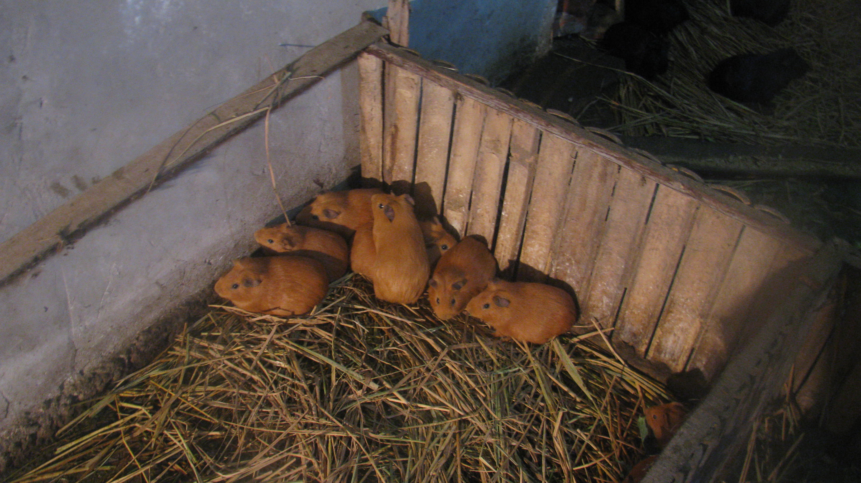 中华黑豚养殖前景图片