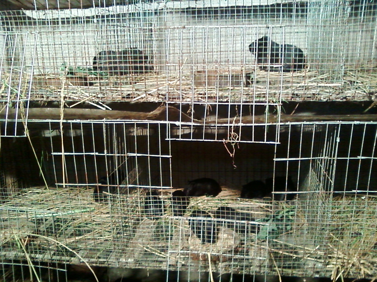 中华黑豚养殖前景图片