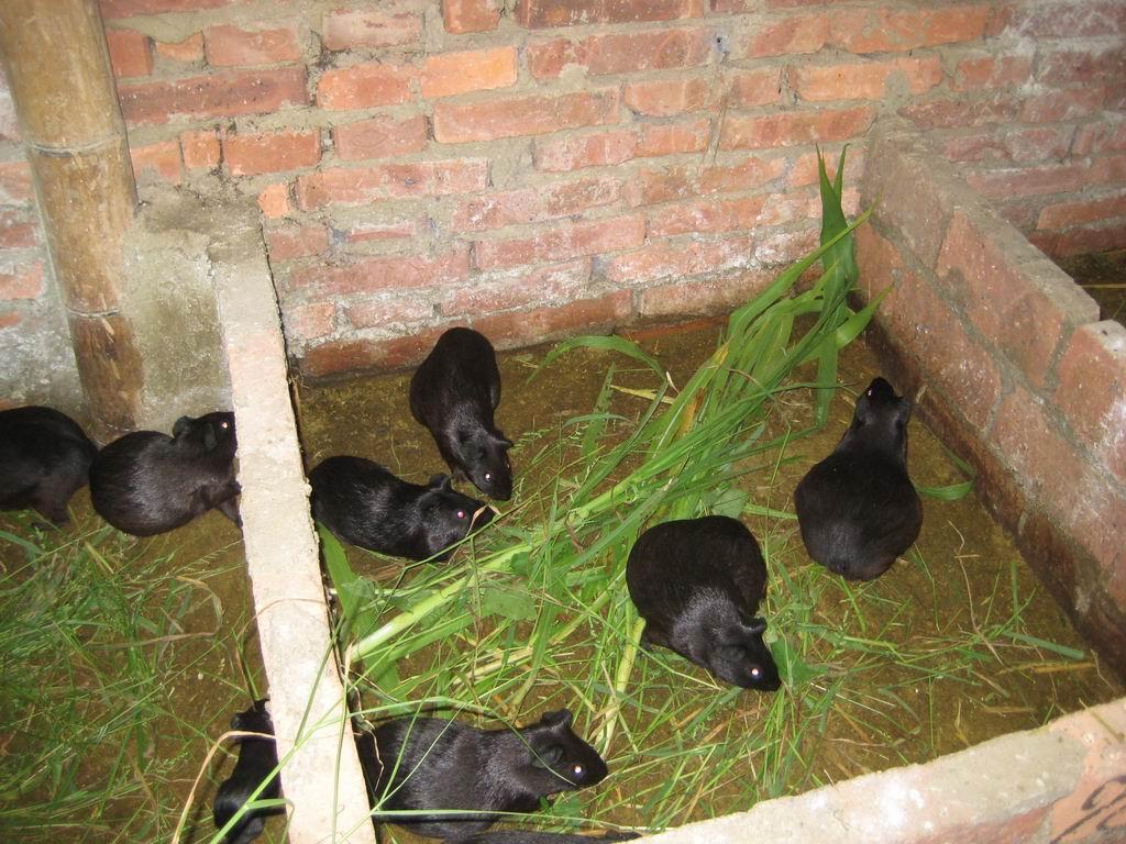 中华黑豚鼠养殖技术图片